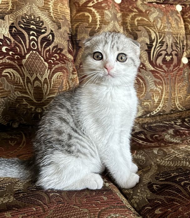 Британский Котенок