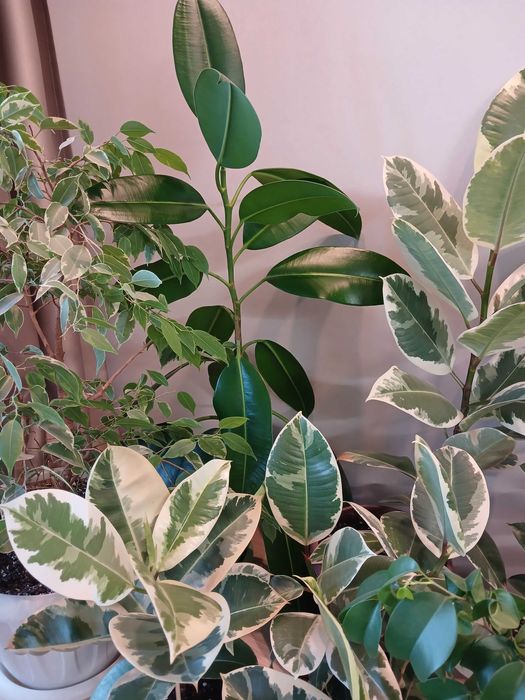 Продам взрослые фикусы