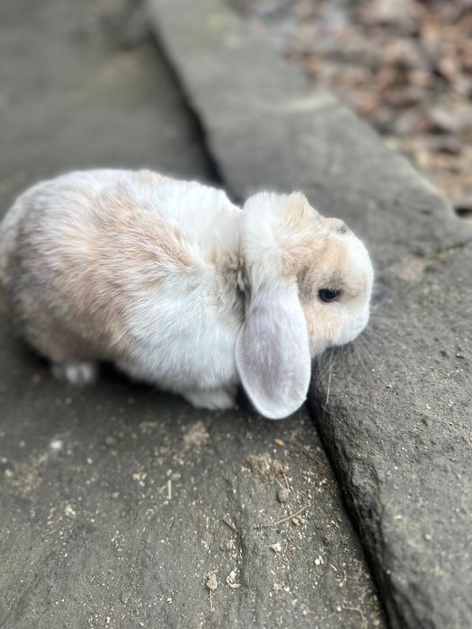 Fransuzkiy baran karlik Quyonlari sotiladi