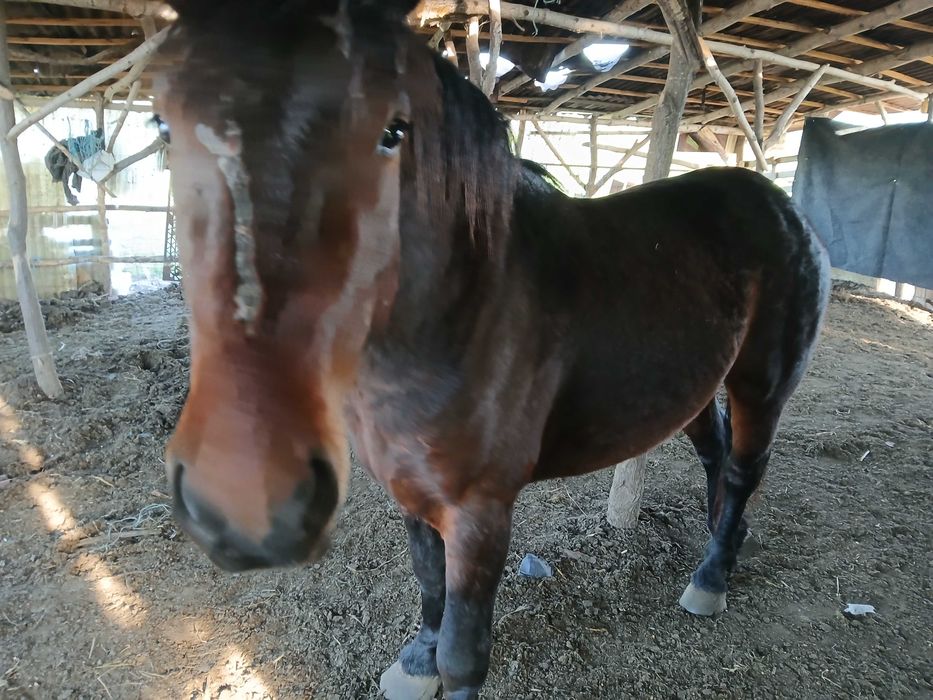 Vand armăsar de 2Ami