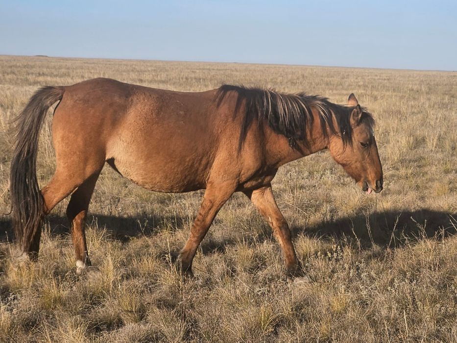 Продам кобылы 3 и 5 лет