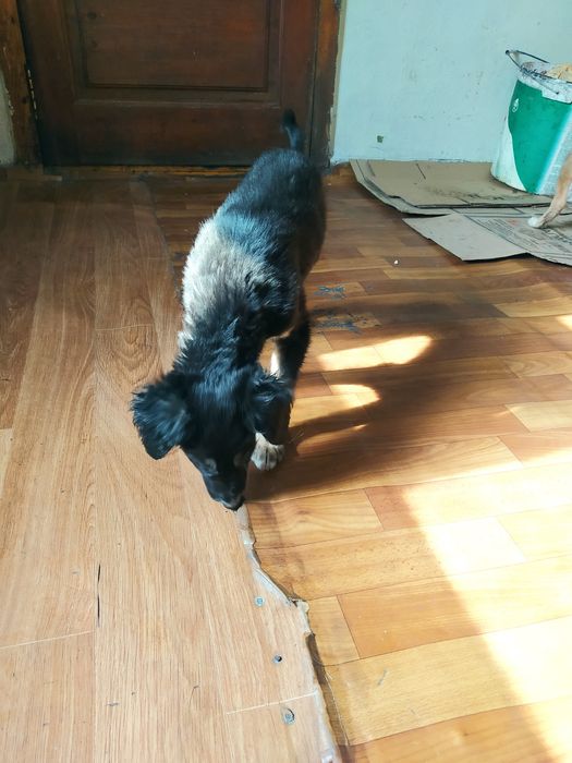 Продам щенка тазы девочка.