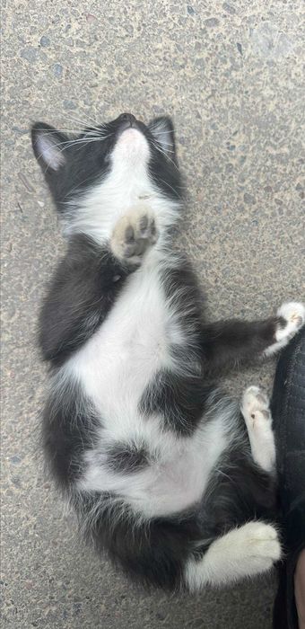 Отдам котенка в добрые руки