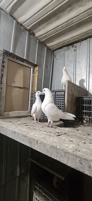 Голуби бауинцы шейки и чернохвостые