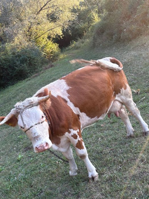 vând vaca bălțata românească în vârstă de 3 ani