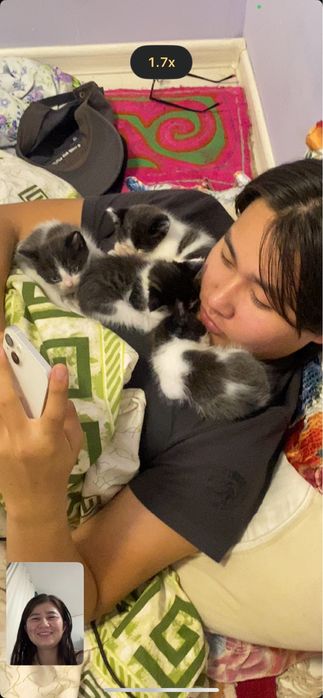 Мысықьың балалары котенки