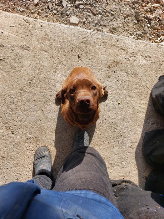 Отдам лабрадор подросток 1год