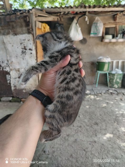 Отдаем котят в хорошие руки.