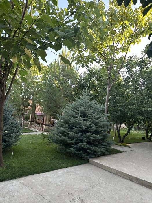 Oq tosh dacha oilavi bez alkogol ulfatla