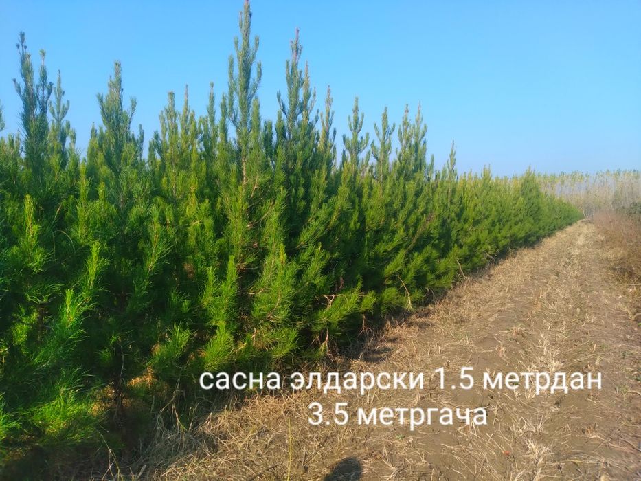 Арча 4 хил. Ва декаративний кучатлар