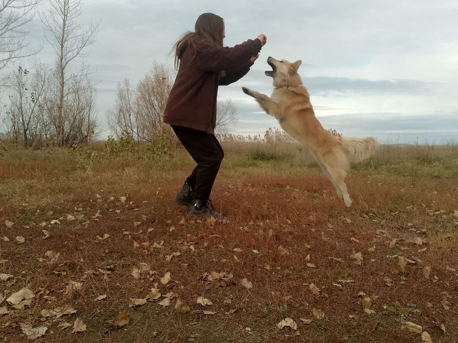 Собака бесплатно