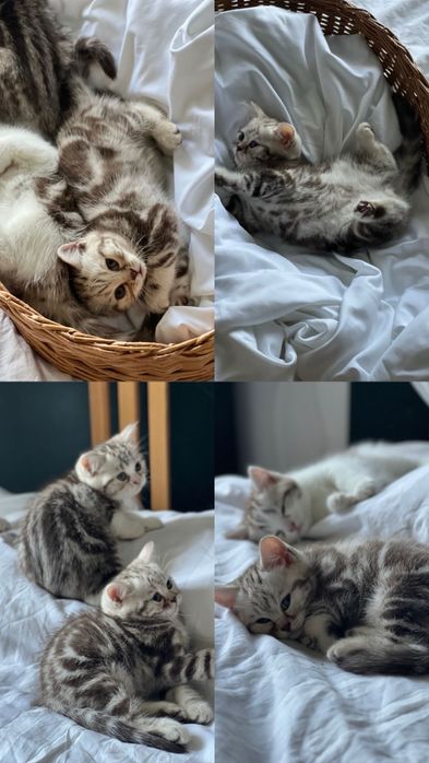 Шотландскик котята табби