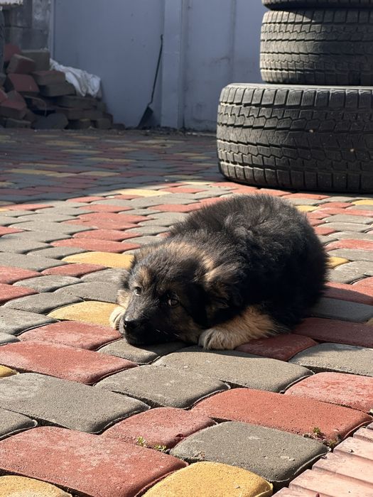 Щенки отдам в добрые руки