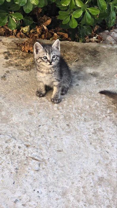 Отдам котят в хорошие руки