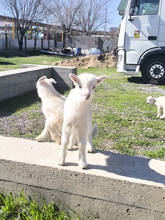 Ешкі коза козлята