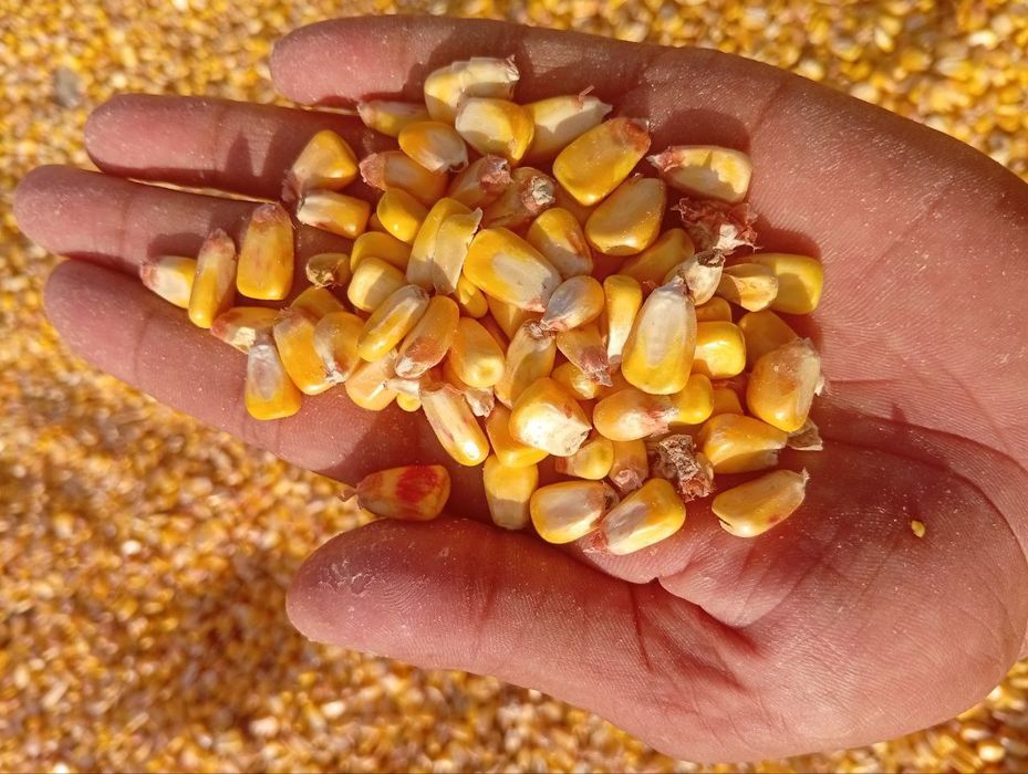 Makkajohori johori optom Макка кукуруз жохори оптом