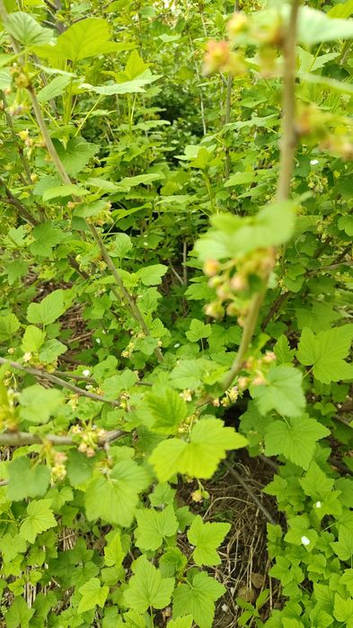 Продам  черную смородину Титания