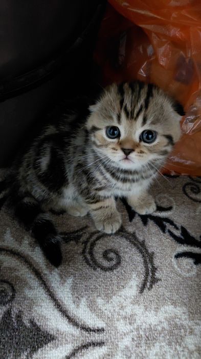 Продам очаровательного котенка