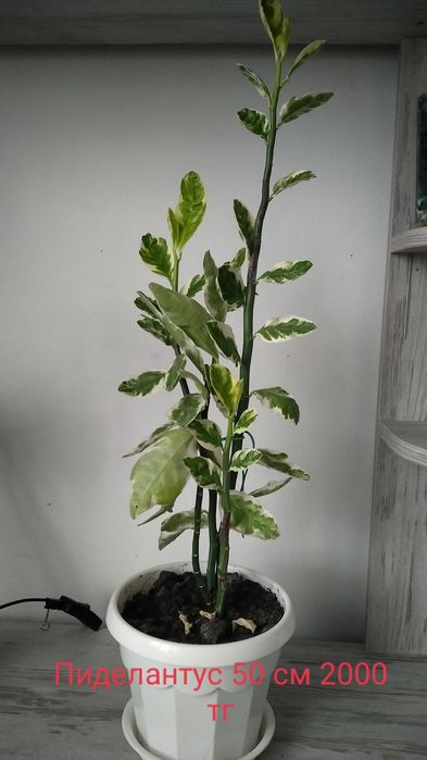 Продам комнатные цветы