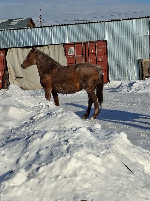 Продам жеребую тяжная кобылу