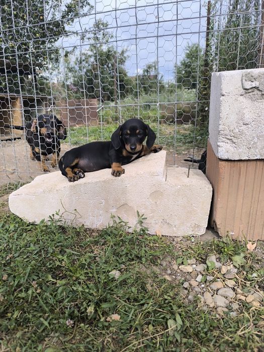 Cățel teckel dachshund