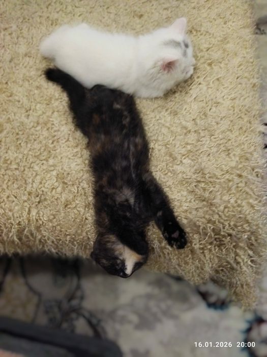 Продается шотландский котёнок девочка