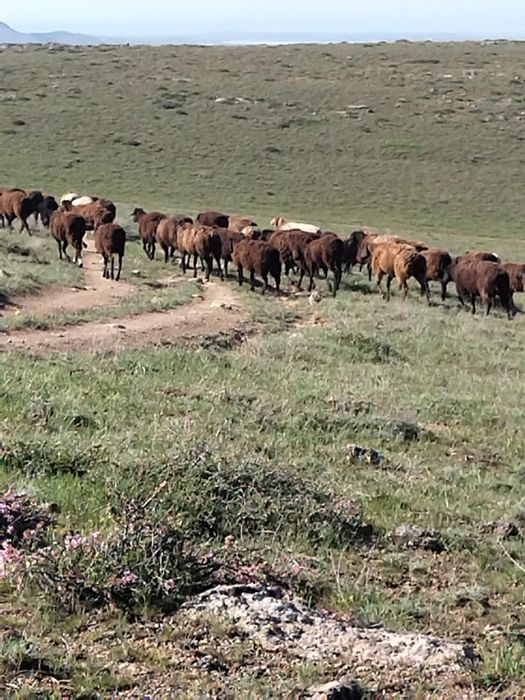 Саулық тоқты сатылады бағасы келісіммен