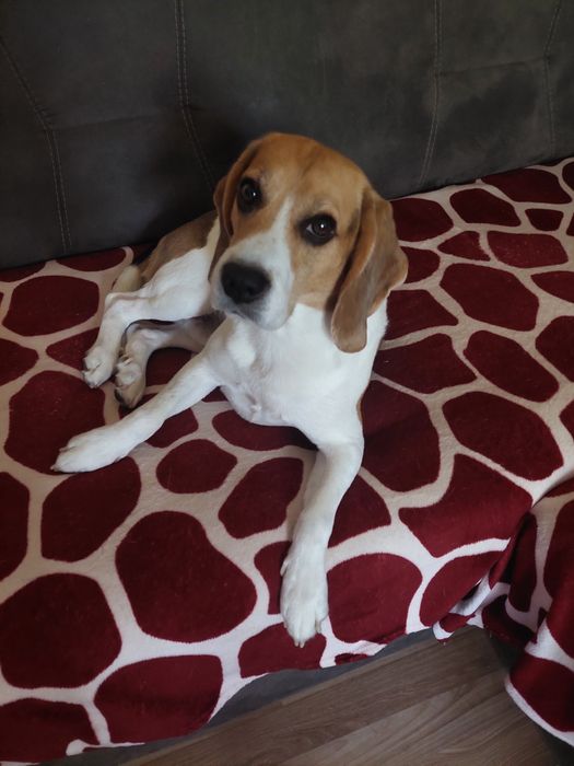Dau spre adopție caine beagle