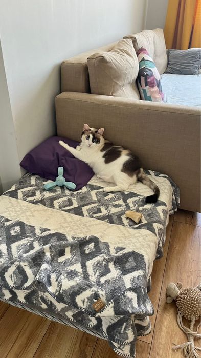 Кошка, 13 лет, стерилизованная