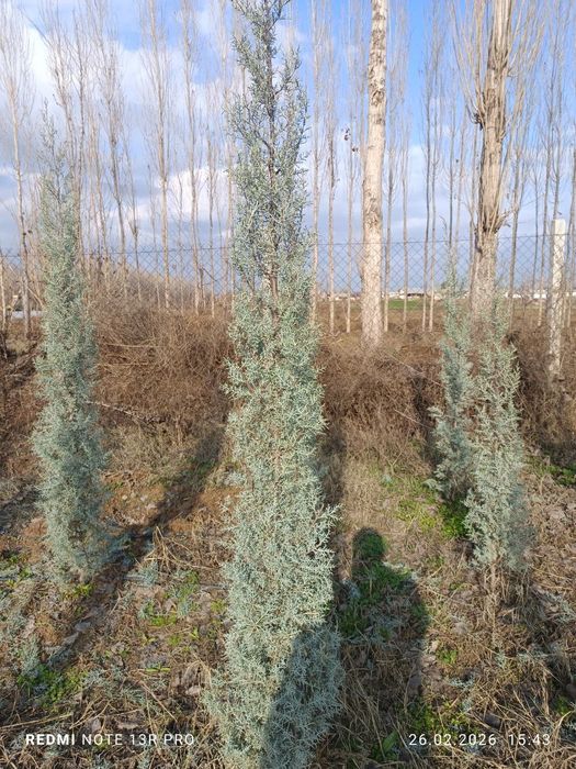 Аризонский кипарис 1 метрдан 2.5 гача 20$ дан 70$ гача