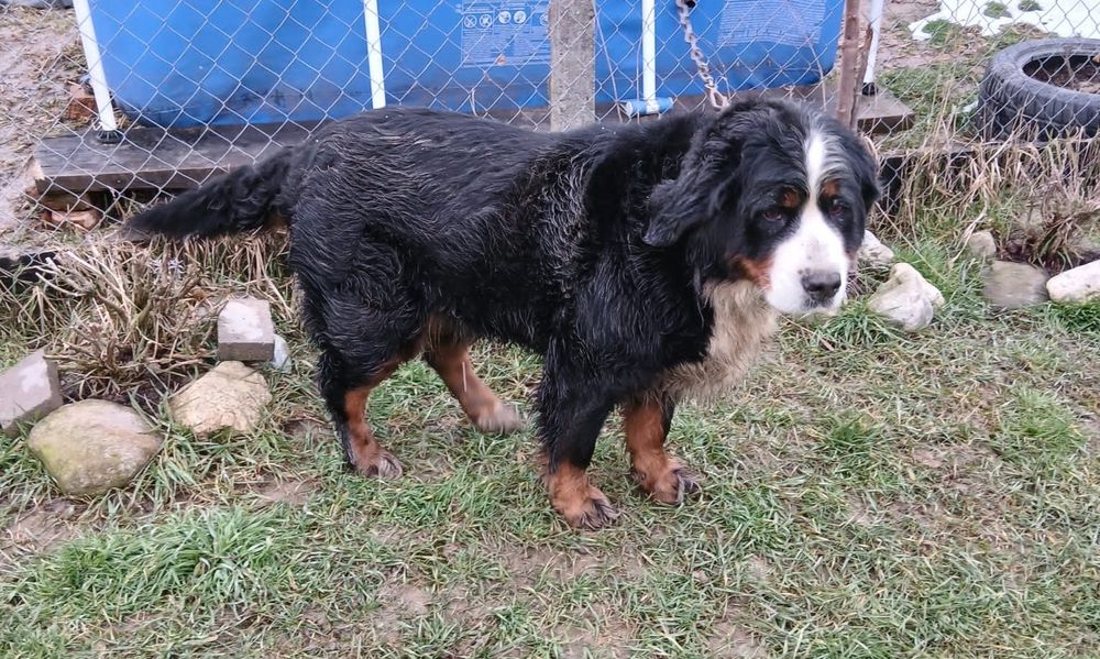 Donez femela Ciobănesc de Berna