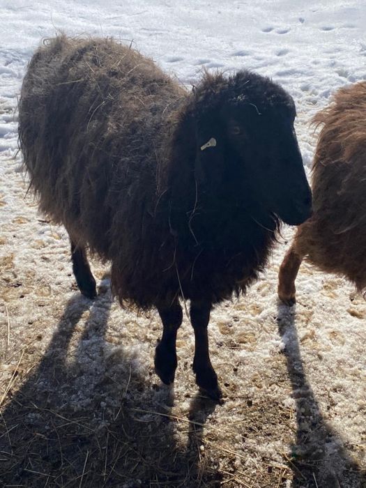 Продам молодых овец