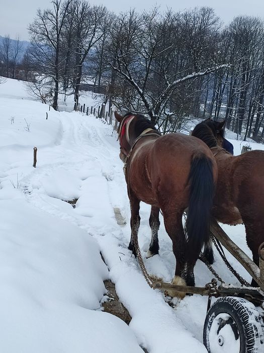 Mânză doi ani jumate