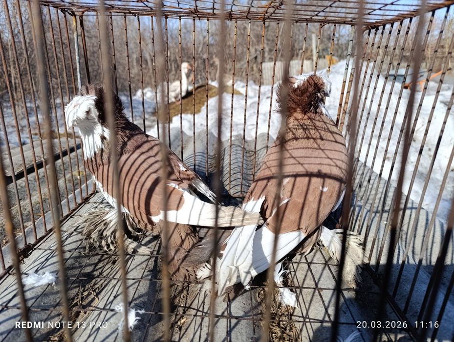 Голуби бухарские барабанщики.