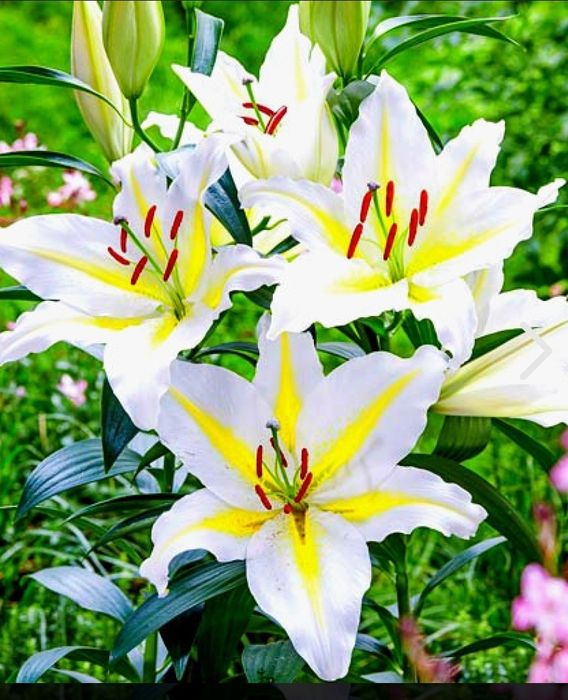 Bulbi crini asiatici,10 culori