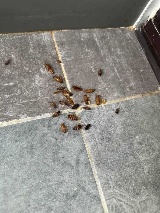 Адвион шприц от тараканов. Таракан . Оптом.дори. Адвон Advion Ад