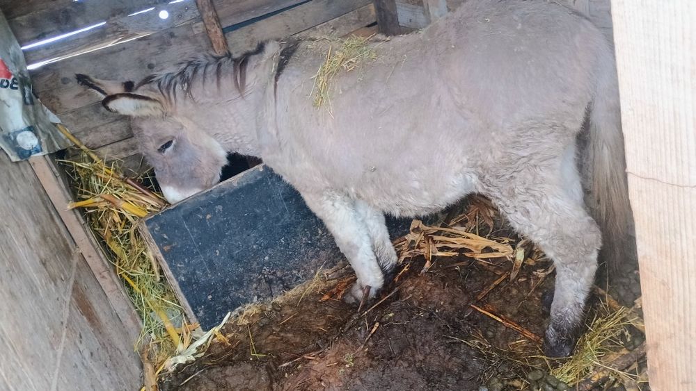 Vând māgar jud olt