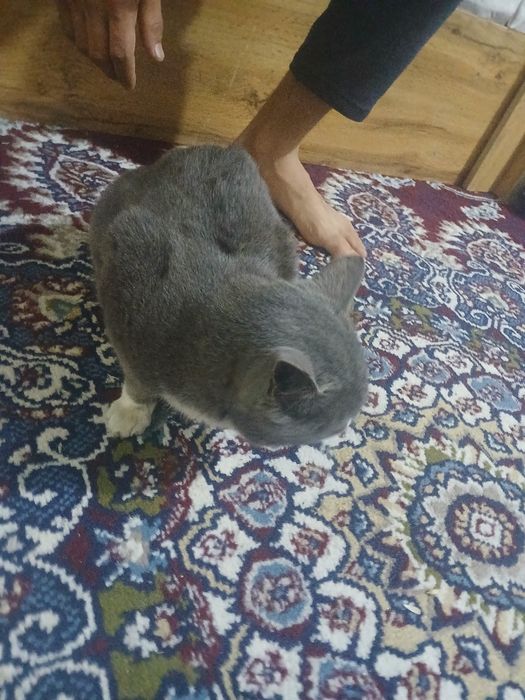 Mushuk 200 ming som berib yuboraman 500 minga olgandm