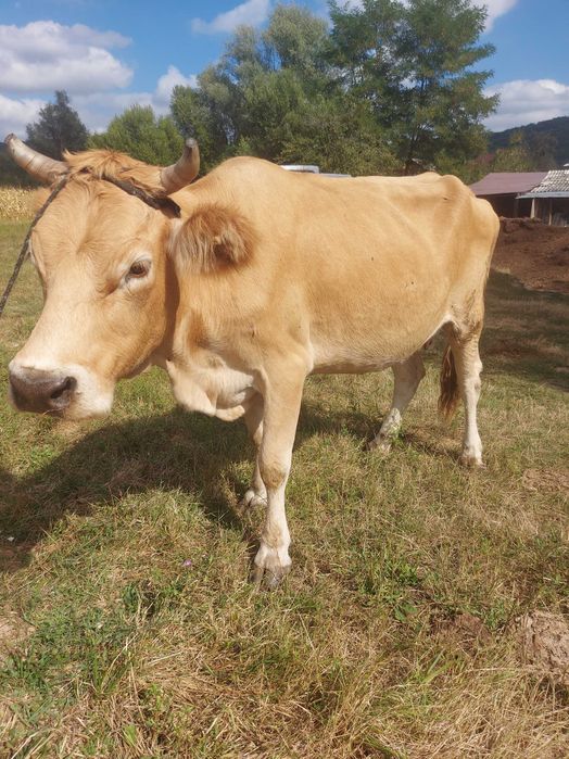 Vand vaca pentru abator