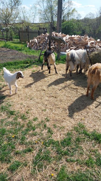 Vand 5 capre 1 tap si 8 iezi