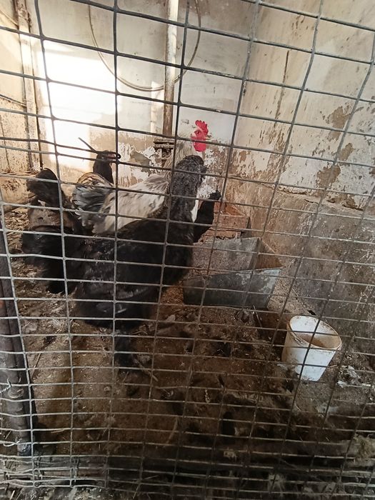 4 та товуқ + 1 та хўрози