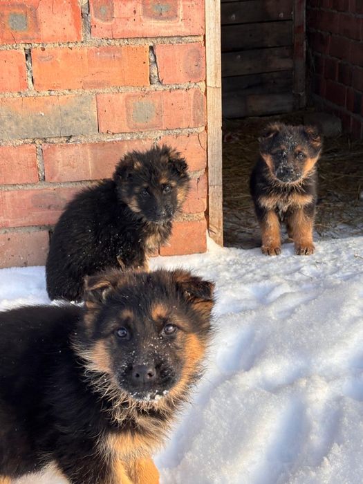 Продам щенков немецкой овчарки