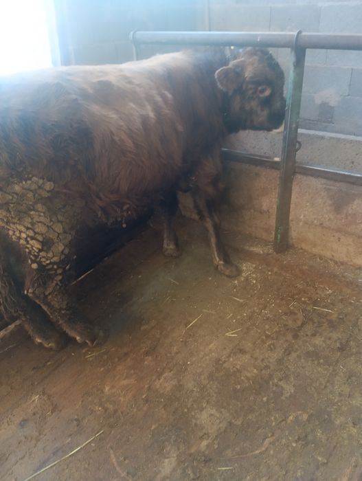 Бычок стоит на откорме 500000тыс