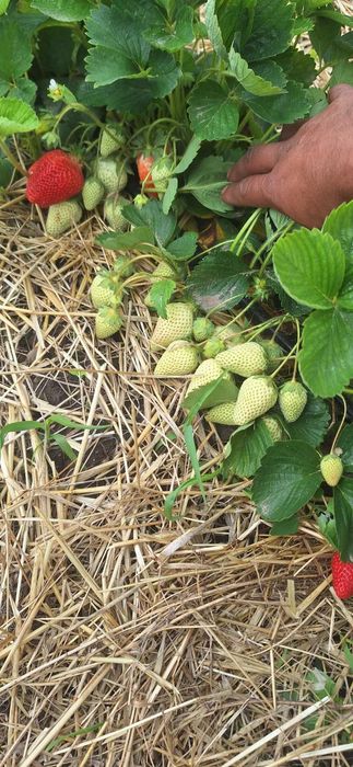 НЕВЕРОЯТЕН СВЕЖ РАЗСАД Ягоди и Малини от Произведител