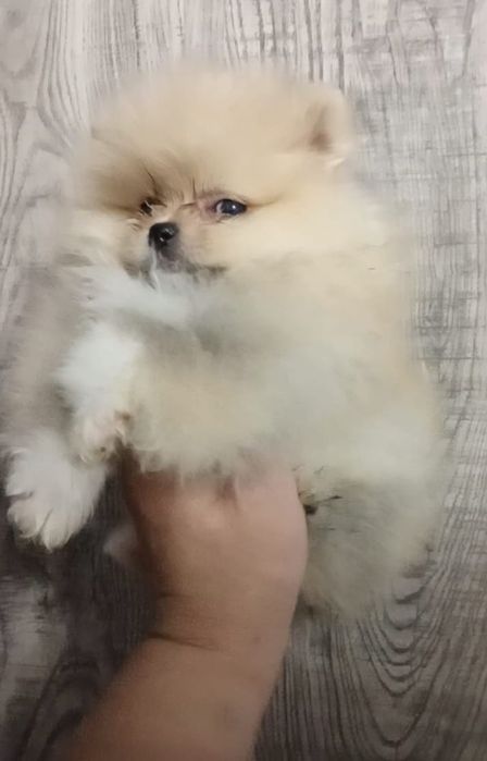 Счастье на ладошке