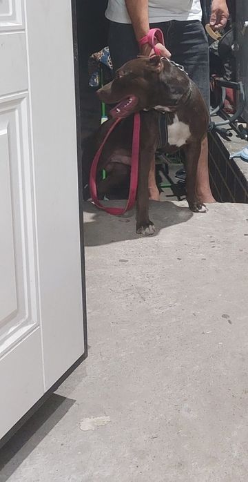 Пидбул сатылады 70000