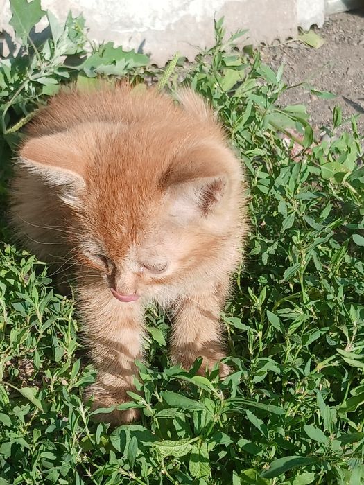 Отдам     котят.