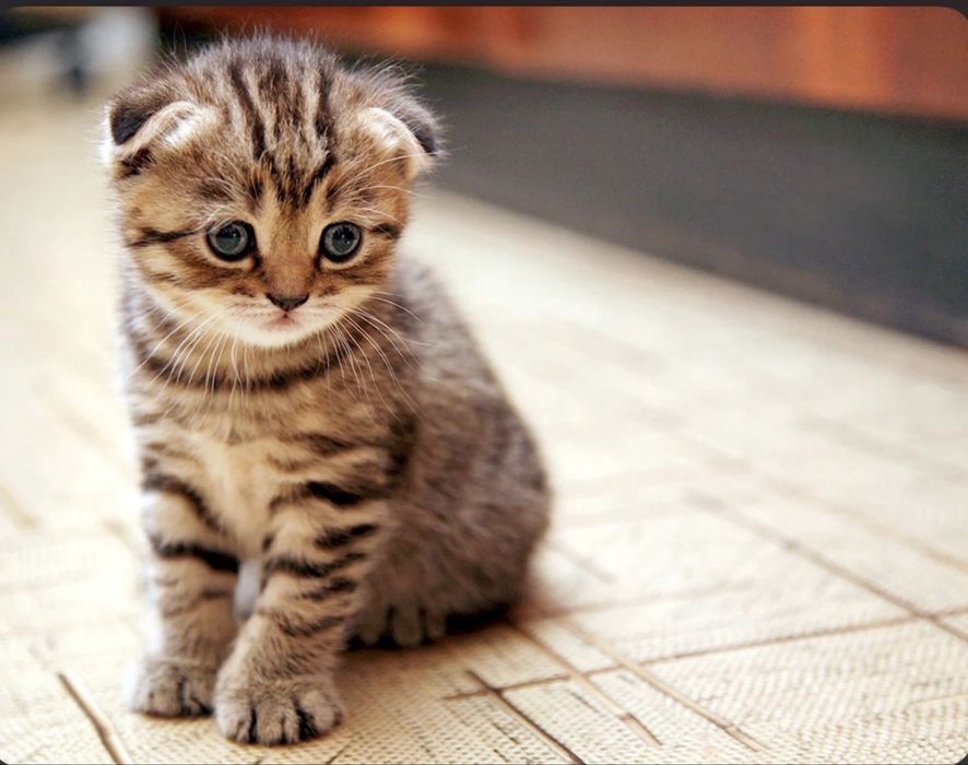 Продам вислоухого котенка