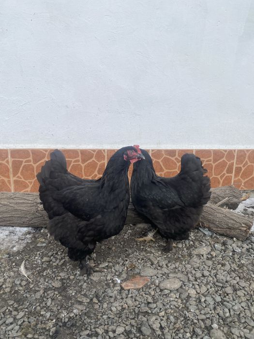 Продам инкубационные айца, брам