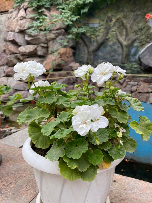 Продам комнатные цветы